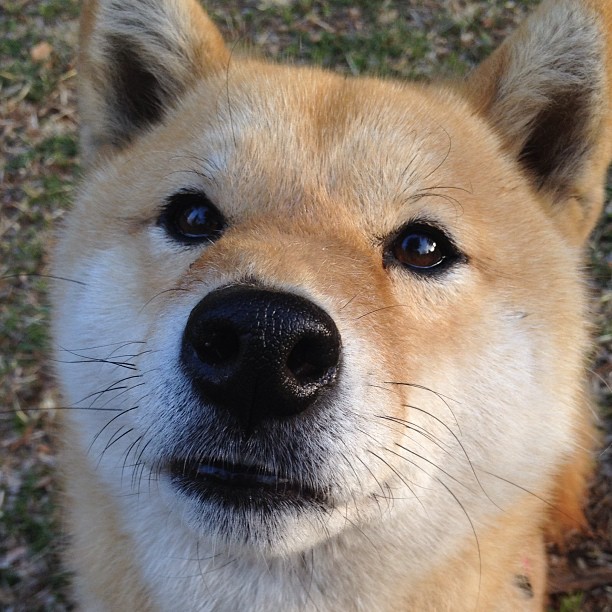 开云中国大陆-WRC新赛季：车队革新技术引领风潮，wrc参赛车队