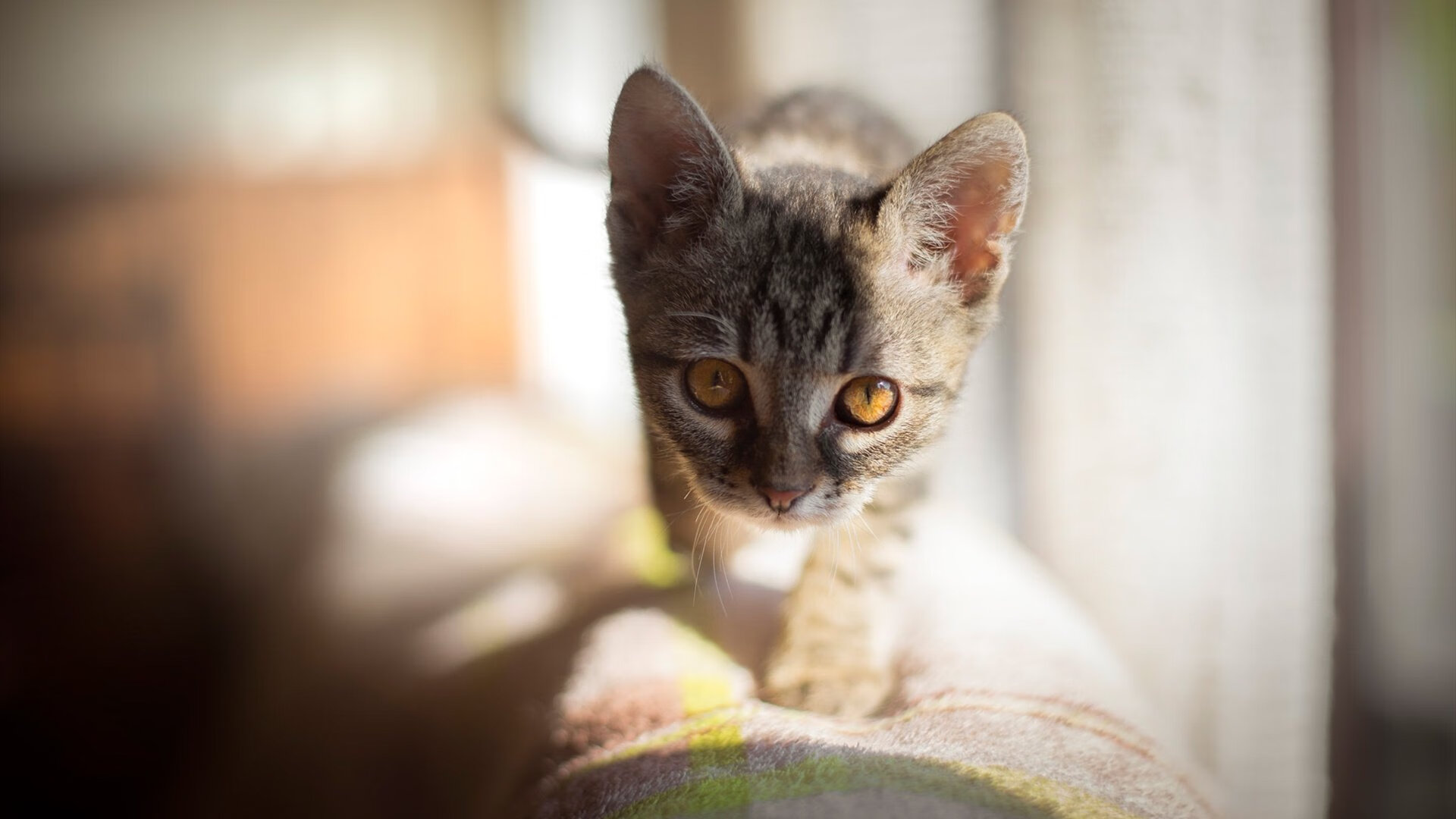 _运动员访谈:青春奋斗的真实故事_,运动员的青春作文