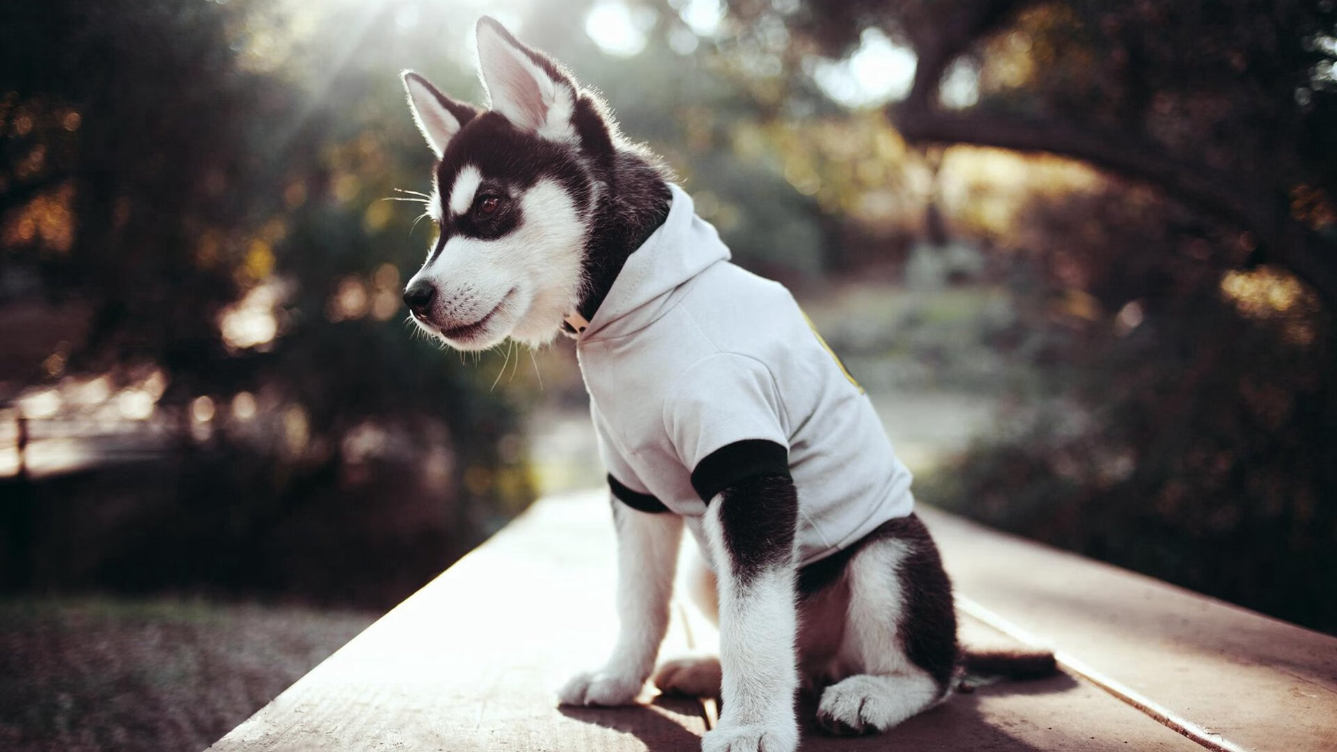 “英超悬念待解,榜首大战即将爆发”,英超榜首之争