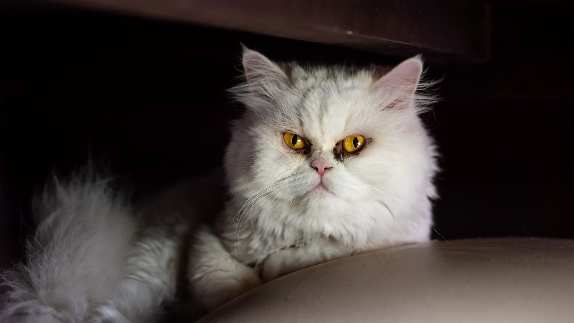 中国体育总局宣布多项政策支持篮球青训发展,篮球青训是什么意思