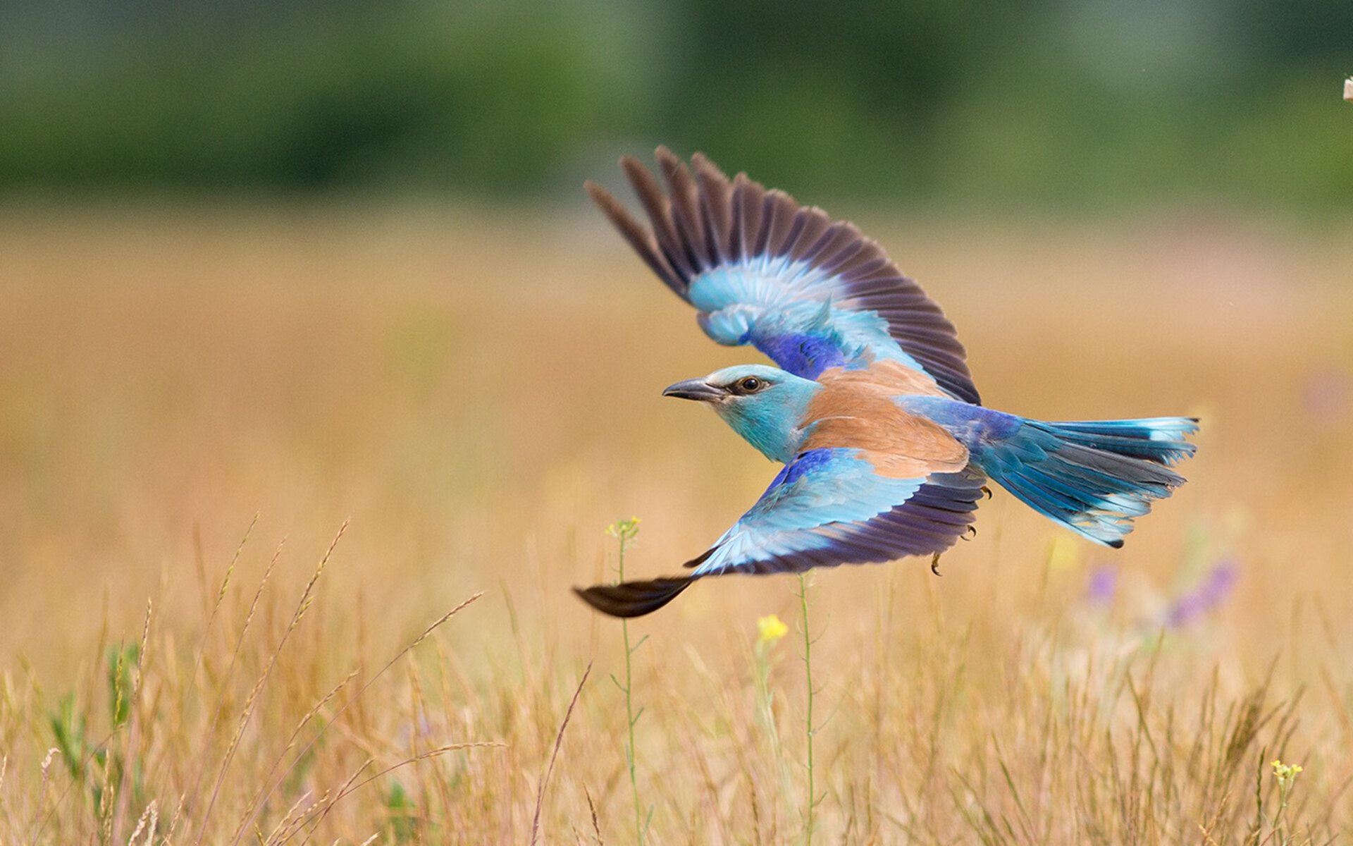 卓越防线：最强防守战术带来的防线胜利，卓越指什么