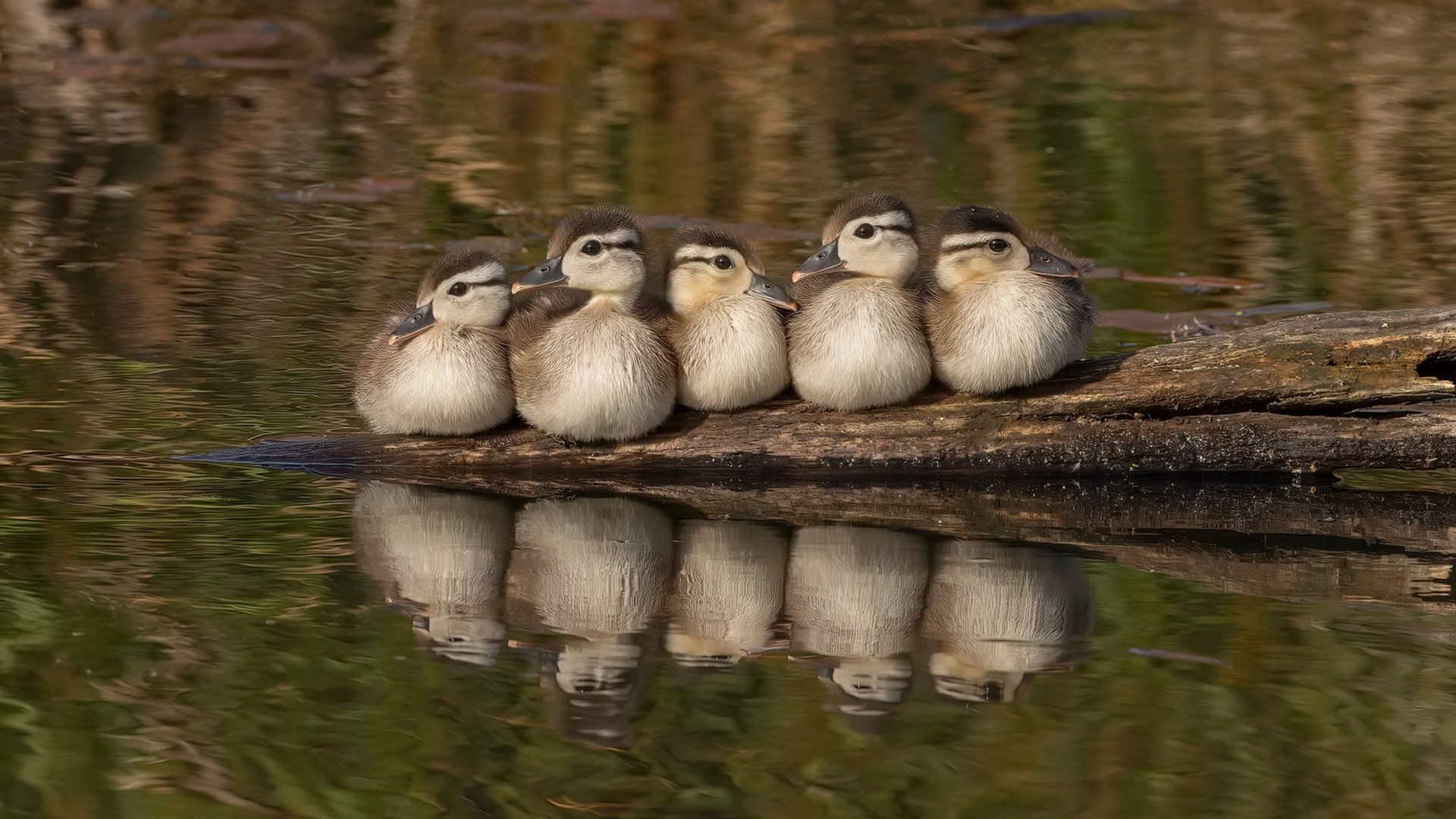 开云中国大陆-哥伦比亚马术协会与科技公司合作，开发虚拟现实训练平台，提升骑手技能。