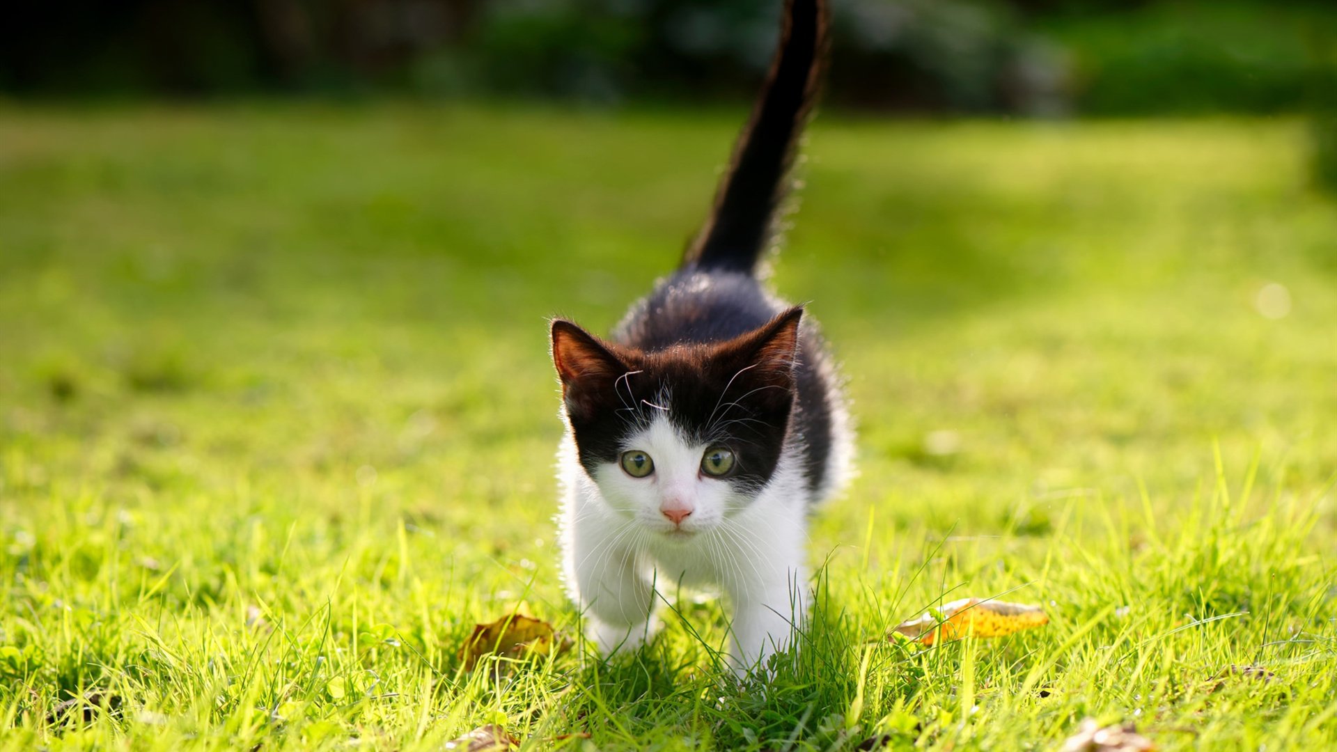 kaiyun体育app-巴黎豪门再签欧洲顶级球员，战力持续增强，巴黎豪华阵容