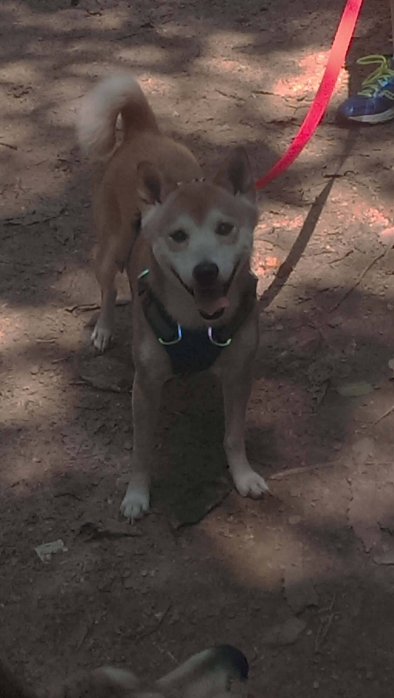 托桑·埃夫布奥姆万（Tosan Evbuomwan）签约布鲁克林篮网队，布鲁克林篮网托马斯