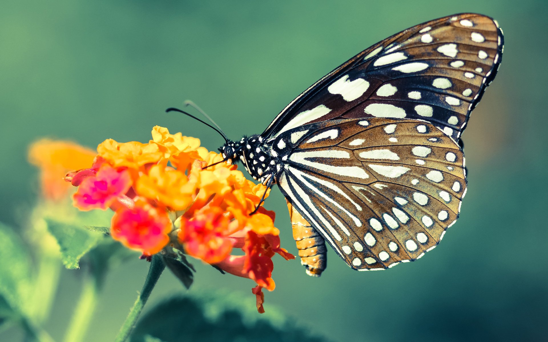 开云官网APP下载-未来科技在WRC中的应用：AI驾驶与自动控制技术，未来科技在wrc中的应用_ai驾驶与自动控制技术包括
