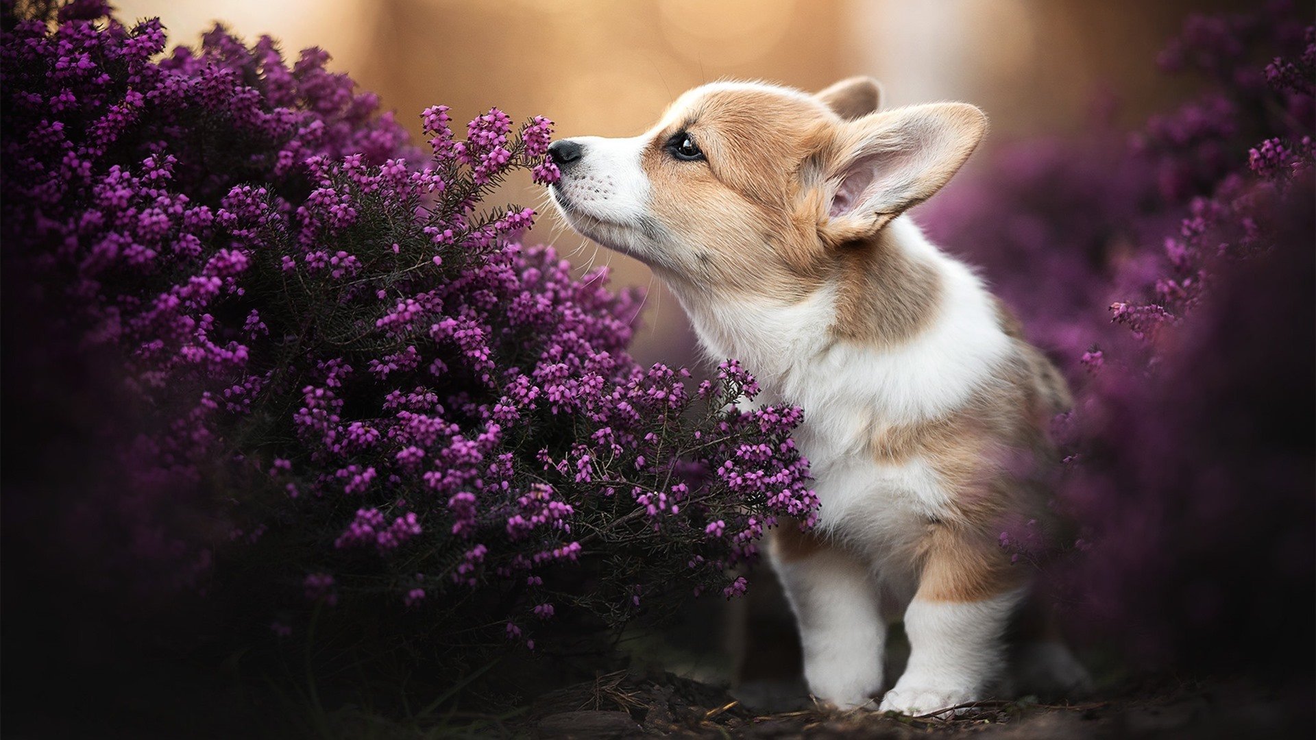 泰国马术协会与亚洲马术协会建立合作关系,推动区域发展。,泰国马场在哪里