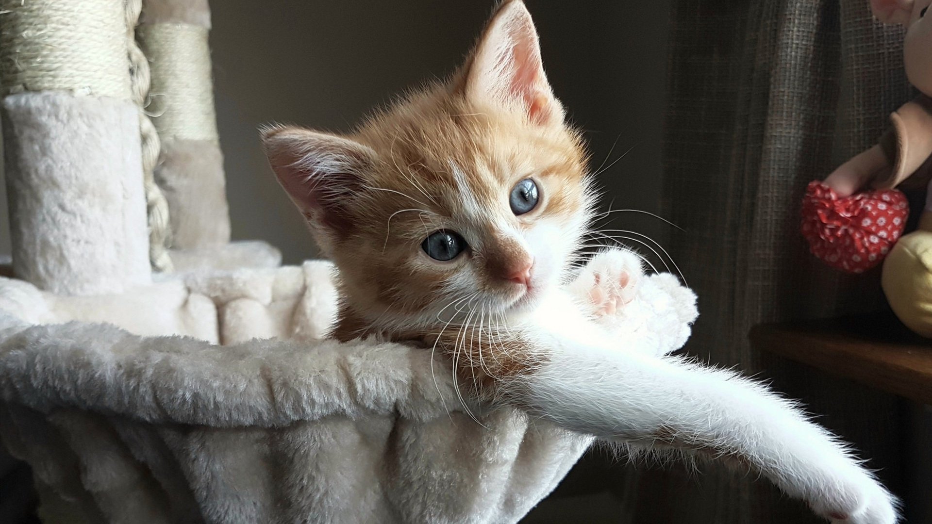 利物浦2-0狼队,克洛普告别战胜利,利物浦续约克洛普