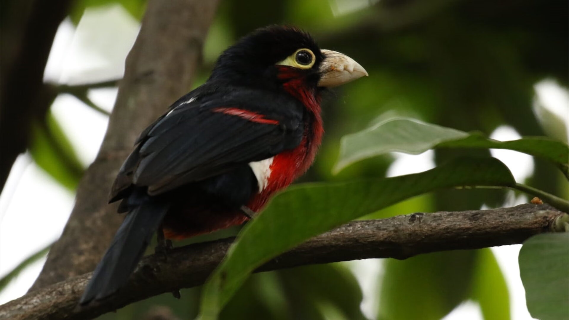 开云官方网页登录-奥萨苏纳主场1-1战平皇家贝蒂斯，双方互交白卷，奥萨苏纳对皇家社会的比分预测