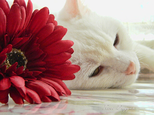 开云官网APP下载-新疆飞虎球队关键时刻表现稳定，新疆飞虎最近比赛