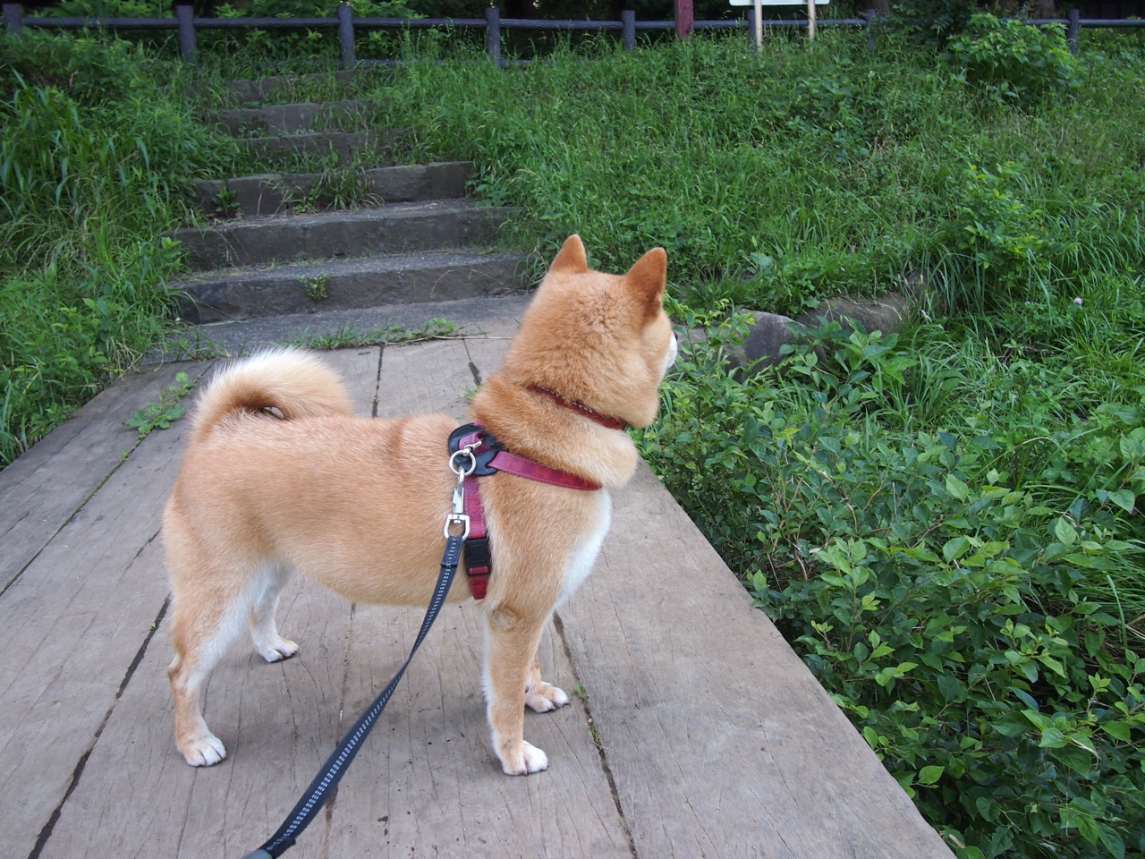 中国队在中超联赛中惨败 关键之战值得铭记,中超联赛现状