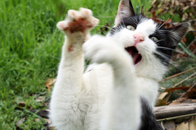 国家队逆袭世界杯预选赛 跌宕对决引爆全场,国家队世界杯预选赛赛程