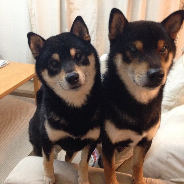 新疆男篮锋线轮换加快比赛节奏收获成效，新疆男篮好消息