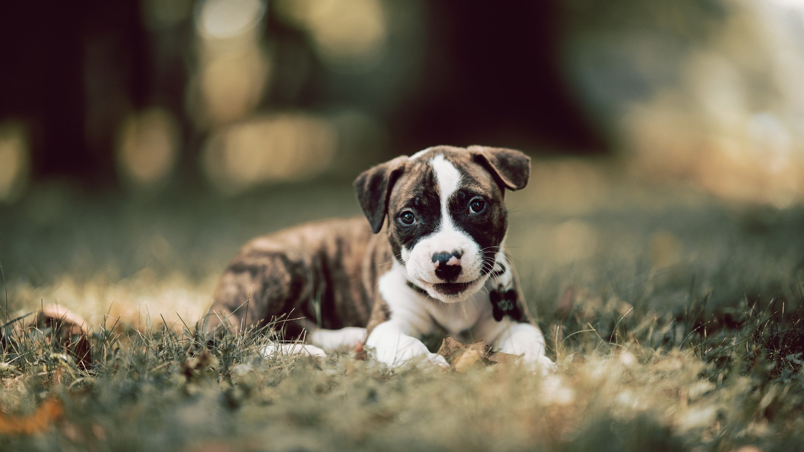 自由搏击赛事新增女性教练团体亮相，自由搏击女生世界冠军