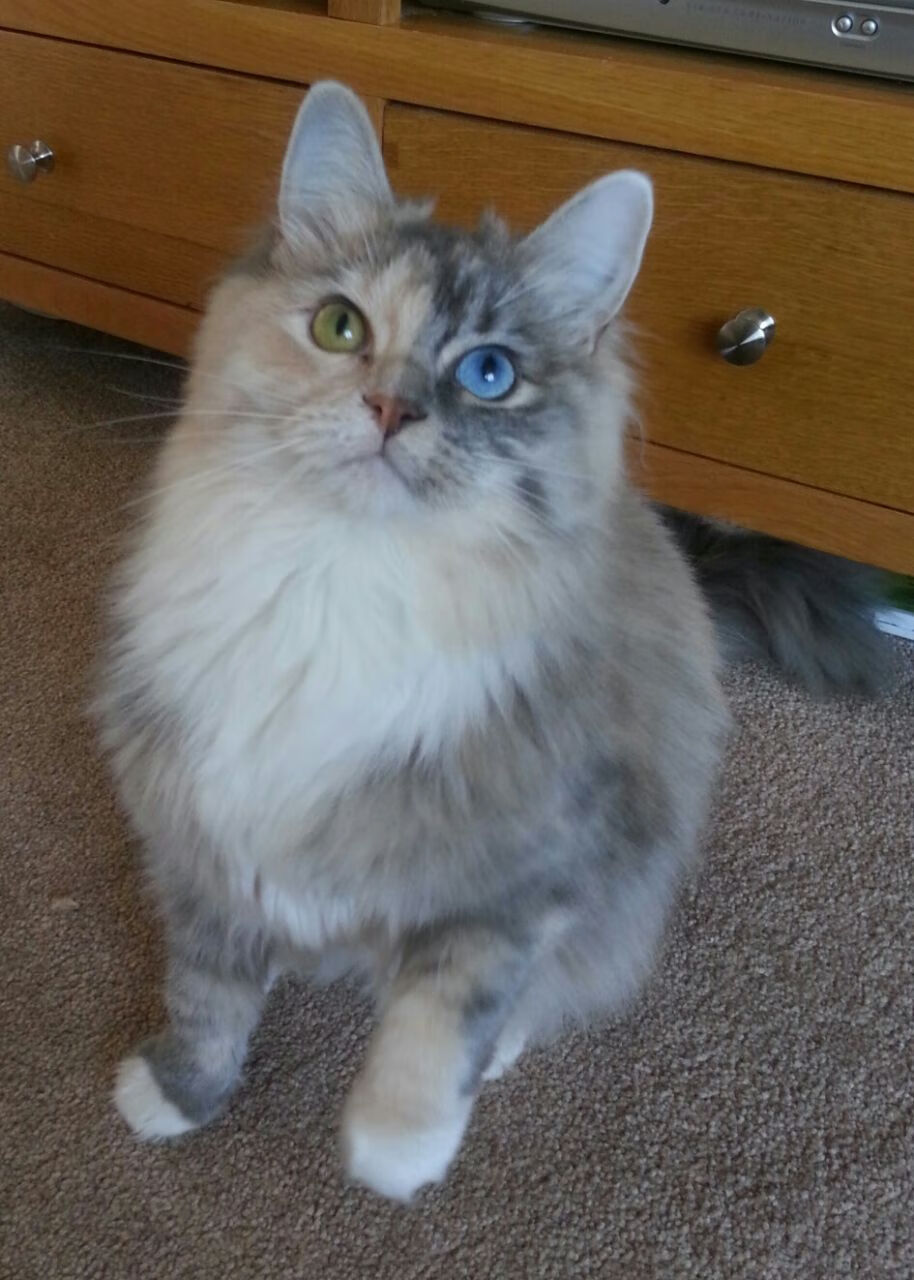 足球俱乐部梯队建设纳入年度评估体系,足球俱乐部价值评估排名连续八年第一的是