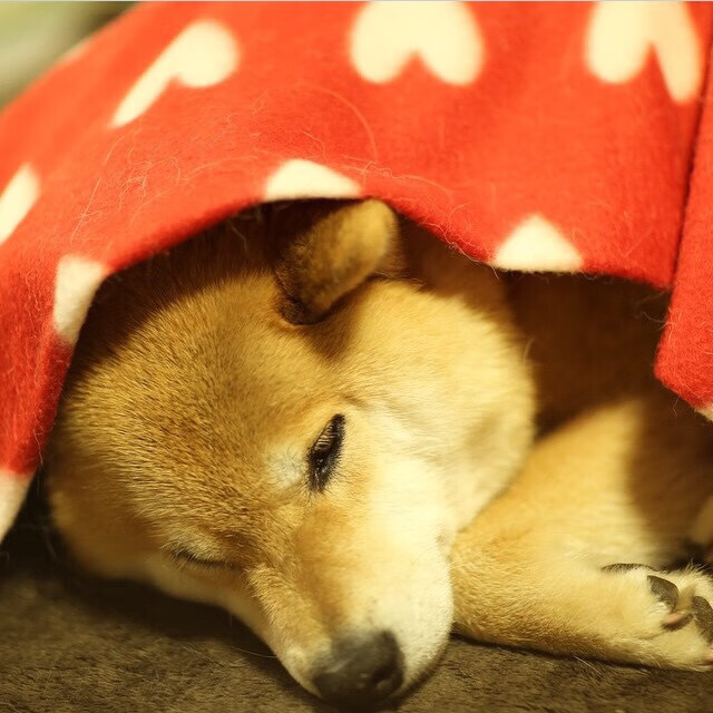 开云入口-乒乓球公开赛赛程调整，乒乓公开赛快讯