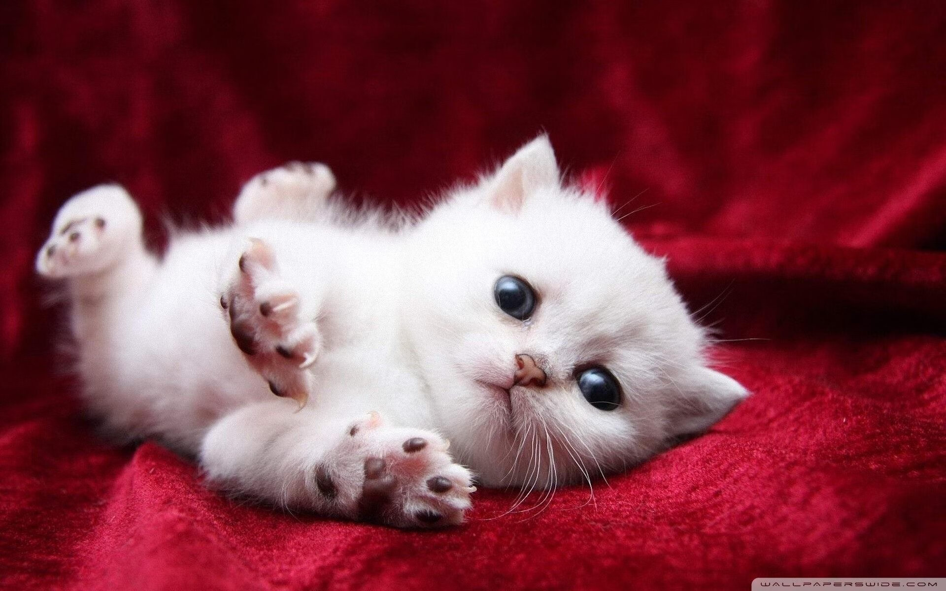 德甲最精彩瞬间:激烈对抗层出不穷,德甲身体对抗