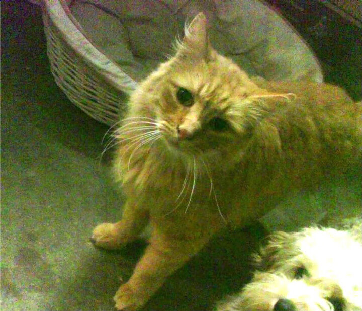 开云官网-水球快攻中立代表队A形成压制，水球站位