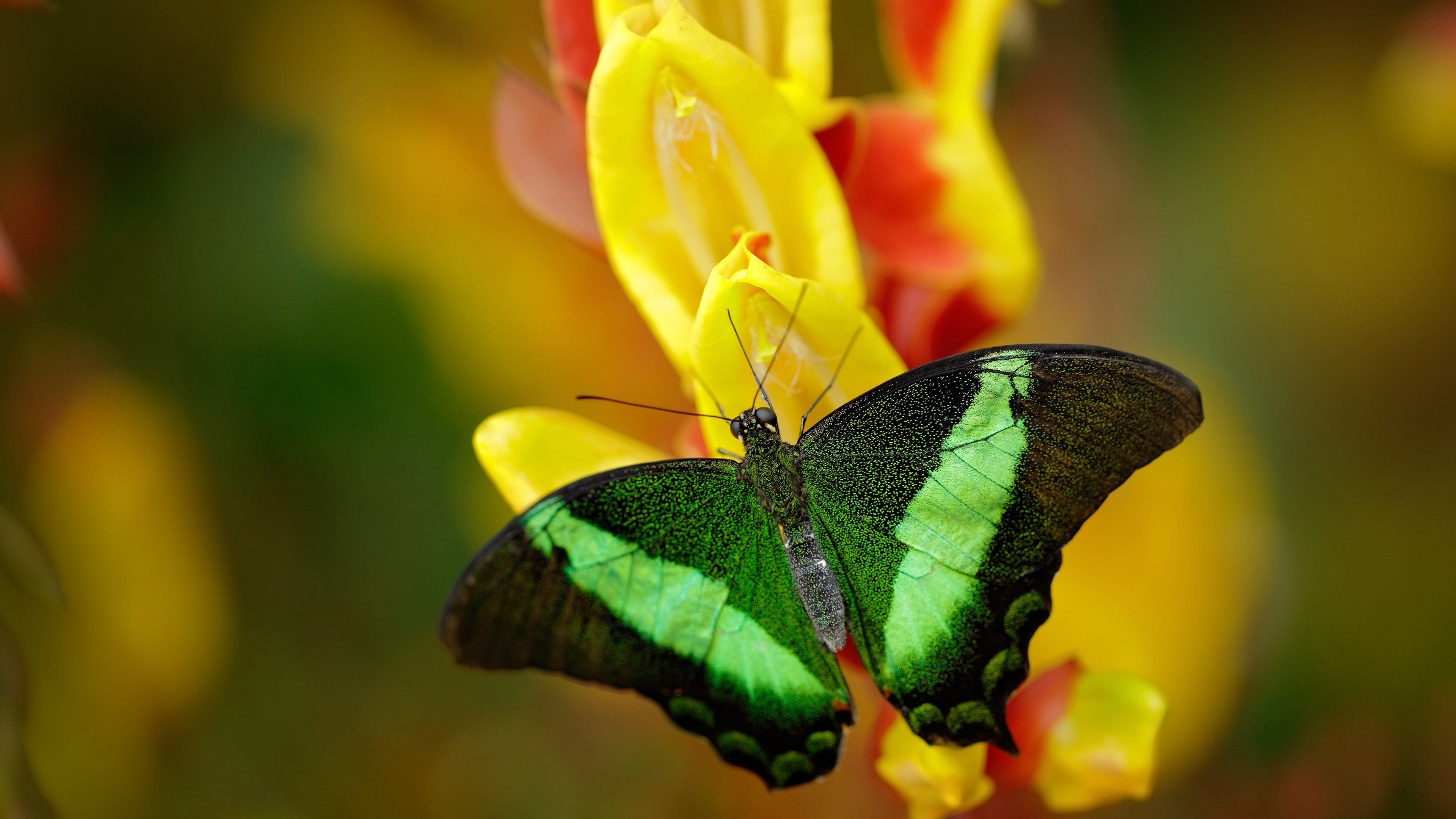 kaiyun开云·官方网站-高水平教练定向支持西部篮球项目助力资源均衡发展，高水平运动队篮球